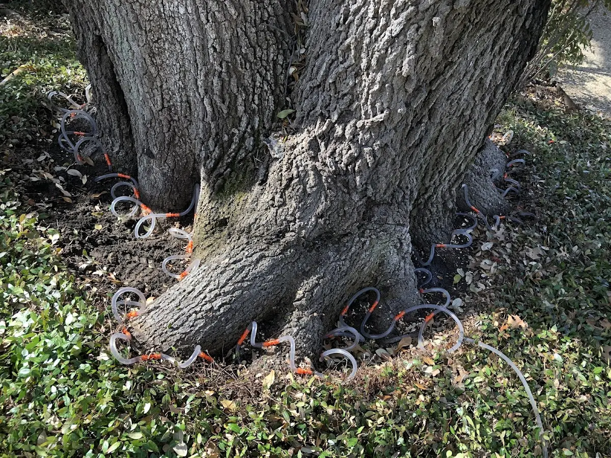 Detailed Tree Cabling and Bracing job site in West Davenport