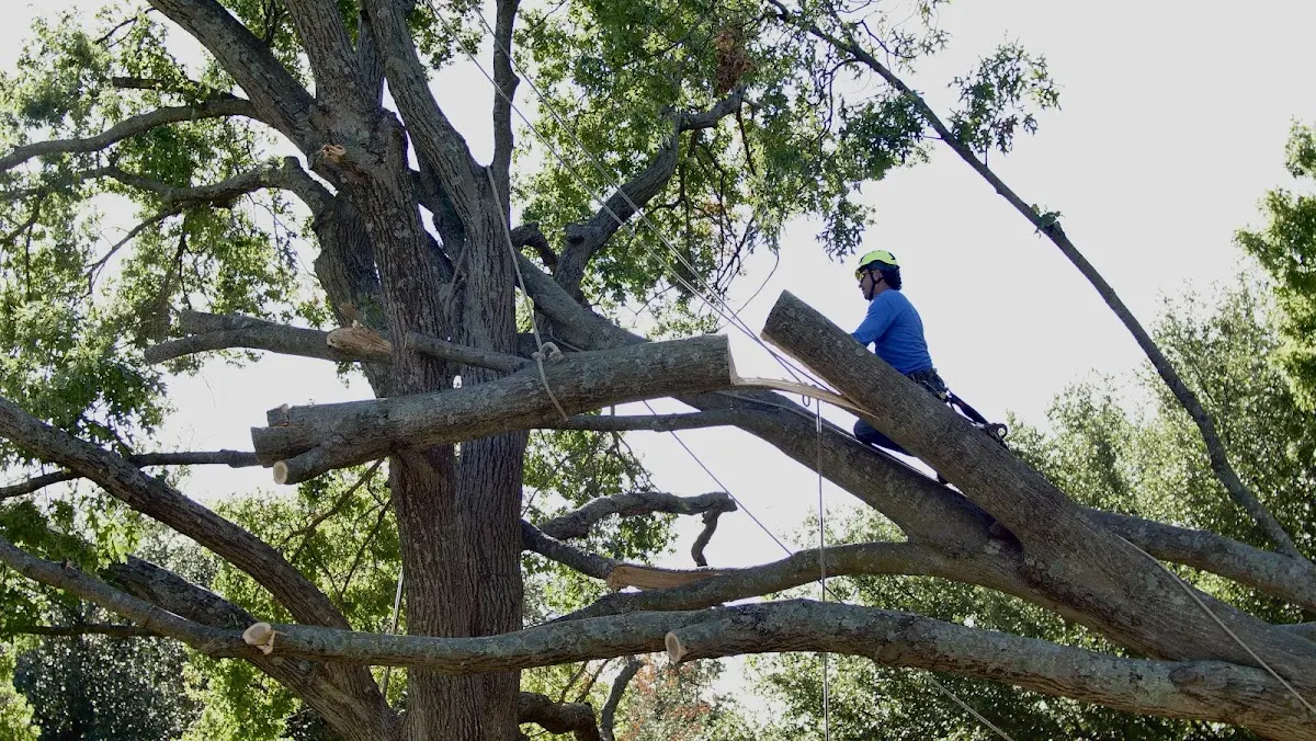 Professional Crown Thinning performed by certified arborists in West Davenport