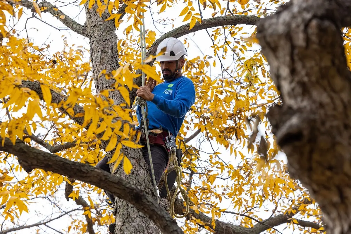 Skilled Tree Trimming crew working in West Davenport