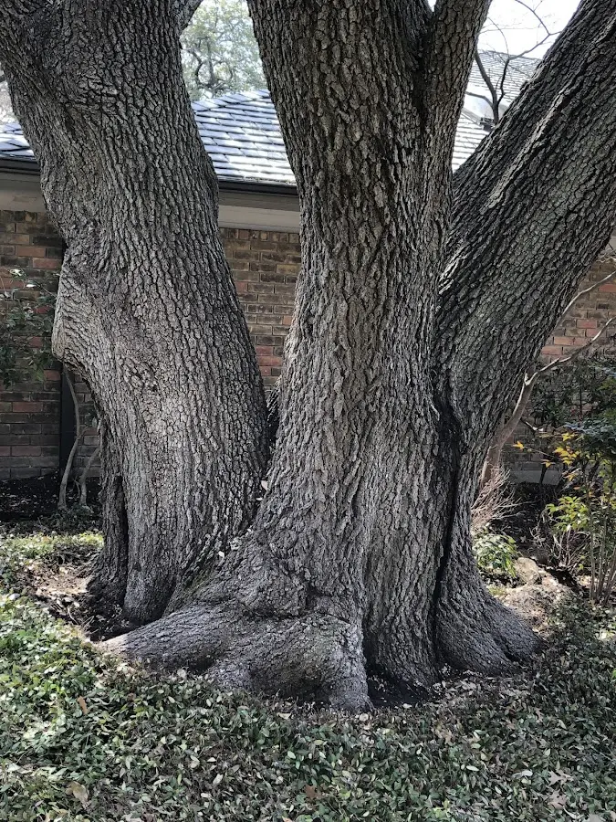 Mature heritage tree close to a West Davenport property cared for by certified arborists